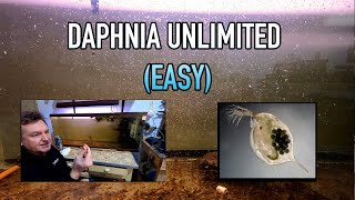 How I Raise Daphnia Water Fleas And You Can Too [upl. by Braeunig]