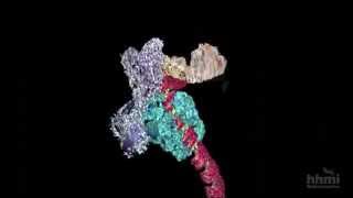 DNA Transcription Advanced Detail  HHMI BioInteractive Video [upl. by Aloz]