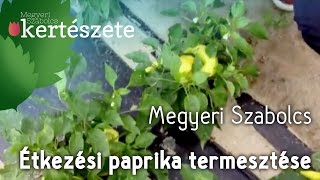 Étkezési paprika termesztése Zöldségpalánta rendelés  Zöldségpalánta Kertészet [upl. by Fara]