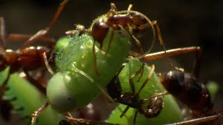 Praying Mantis Decapitated by Ant Swarm  Superswarm  BBC Earth [upl. by Aihsem]