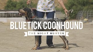 ALL ABOUT BLUETICK COONHOUND [upl. by Corissa766]