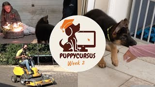 Online puppycursus week 2  Vuurwerktraining  puppy bijten [upl. by Chandal]