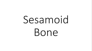 Sesamoid Bone  General Anatomy [upl. by Shirk]