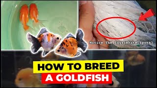 How To Breed A Goldfish for Beginners  Step by Step [upl. by Yblocaj]