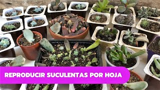 COMO REPRODUCIR SUCULENTAS POR HOJA  Propagar suculentas fácil y rápido [upl. by Naiviv390]