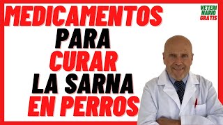 13 💚 MEDICAMENTOS para como CURAR la SARNA en PERROS Caracha o Jiote 💚 TRATAMIENTO rápido efectivo [upl. by Sikata]