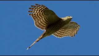 Sparrowhawk Bird Call Bird Song [upl. by Atineb]