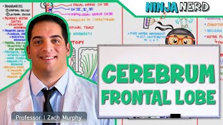 Neurology  Cerebrum Frontal Lobe Anatomy amp Function [upl. by Ttoille]