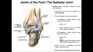 The Subtalar Joint  Anatomy Basic Movements amp Ligaments [upl. by Anderegg414]