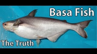 BASA FISH THE TRUTH Pangasius bocourti [upl. by Neellek]