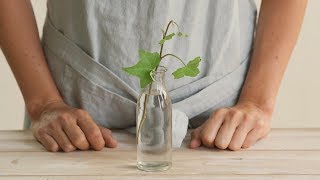 Cómo reproducir tus plantas por esquejes en agua [upl. by Atinaej]