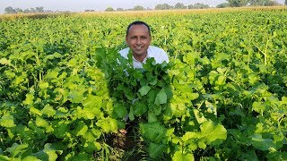 Sarson Ka Saag  Makki Ki Roti  Homemade Butter  Mubashir Saddique  Village Food Secrets [upl. by Robb]