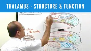 Thalamus  Structure and Function  Neuroanatomy [upl. by Jakoba721]