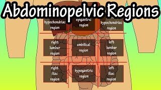 Abdominopelvic Quadrants And Regions  Abdominal Quadrants [upl. by Birch]