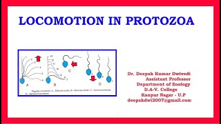 Locomotion in Protozoa [upl. by Willard194]