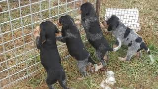 75 week BLUETICK x BEAGLE MIX PUPPIES [upl. by Percy]