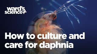 Caring and Culturing for Daphnia [upl. by Alexa]