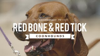 ALL ABOUT REDBONE amp REDTICK COONHOUNDS [upl. by Elletse]