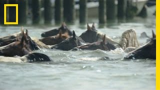 Watch Famous Ponies Swim in Chincoteague Island Tradition  National Geographic [upl. by Lairret]