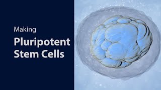 Making Pluripotent Stem Cells [upl. by Assena]