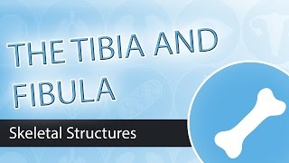 Skeletal Structures Tibia and Fibula [upl. by Annayram]