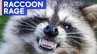 Raccoon attacks people charges at police in New Jersey [upl. by Nnel]