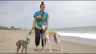 Taking Our Greyhound To The Beach For The First Time [upl. by Booze]