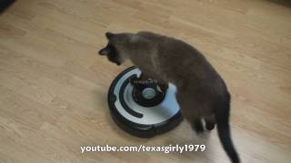 Cat shows HOW TO use iRobot Roomba Vacuum [upl. by Rempe578]