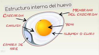 Todo sobre el huevo [upl. by Yedorb]