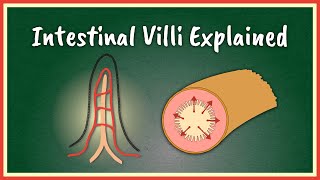 The Intestinal Villi Explained  Absorption [upl. by Leehar]