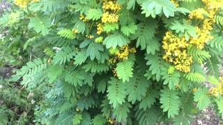 Wild Senna Plant Profile [upl. by Lorolla488]