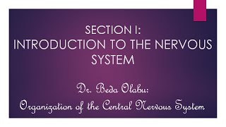 NEUROANATOMY PART 1  INTRODUCTION TO THE NERVOUS SYSTEM [upl. by Sacttler104]