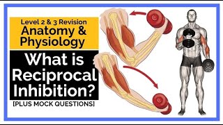 What is Reciprocal Inhibition [upl. by Cesar]