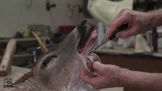 How To Correctly Cape A Deer Head For Taxidermy [upl. by Les]