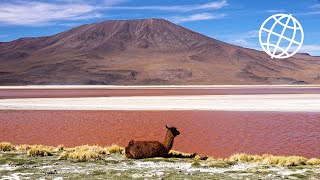 Bolivia Altiplano amp Salar de Uyuni Amazing Places 4K [upl. by Jp]