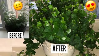 English Ivy Plant Care  Hedera Helix Vines  Ivy Houseplants [upl. by Nolyarg]