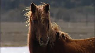 Back to the Wild The Wild Horses of Assateague Island [upl. by Nnaitak]