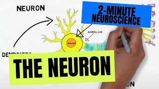 2Minute Neuroscience The Neuron [upl. by Heywood48]