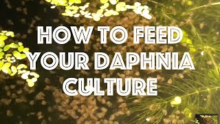 How To Feed Your Daphnia Culture [upl. by Kcirddahc]