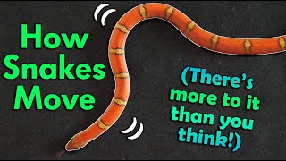 How Snakes Move They dont just slither [upl. by Eizzik]