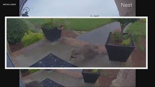 CAUGHT ON CAMERA Rabid raccoon attacks South Carolina man [upl. by Annaiek]