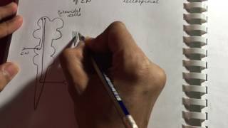 Pyramidal and Extrapyramidal Tracts  Neurology  Quick overview  USMLE STEP 1 [upl. by Ttej]