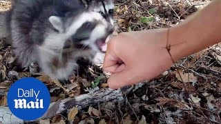 Im gonna get rabies Scary moment wild raccoons attack  Daily Mail [upl. by Tteltrab997]