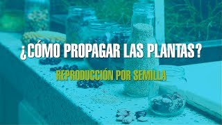 ¿Cómo propagar las plantas  Reproducción por semilla [upl. by Etac]