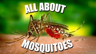 All About MOSQUITOES  Kids News Break [upl. by Lindly]