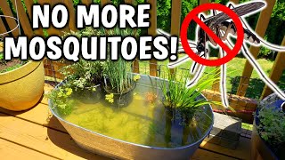 3 EASY Ways To PREVENT Mosquitoes In Your Pond [upl. by Ydnil]