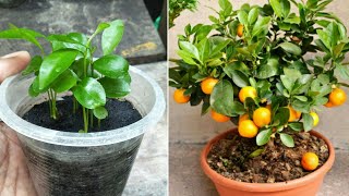 How to grow mandarin tree from seeds  fast and easy way [upl. by Graehme]