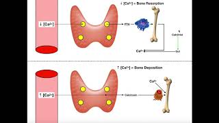 Regulation of Blood Calcium via PTH and Calcitonin [upl. by Gibert]