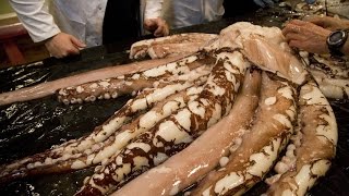 Science Live Colossal Squid [upl. by Annair821]