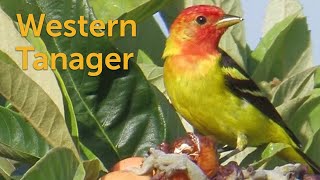 Western Tanager Treetop Treasure [upl. by Todd]